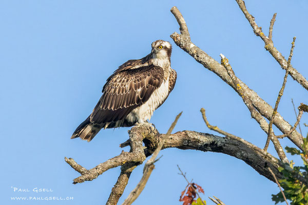Fischadler - Osprey - #2279