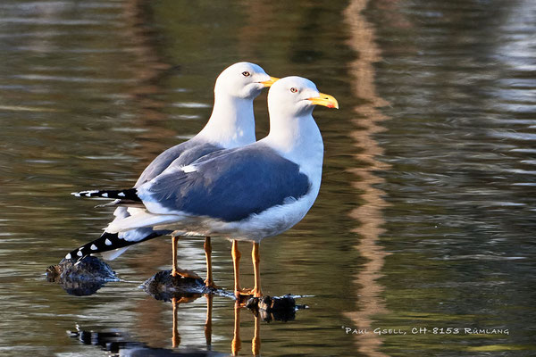 Mittelmeermöwen - Yellow-legged Gulls - #0388
