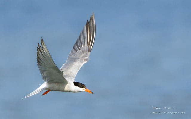 Flußseeschwalbe - Common Tern - #6773