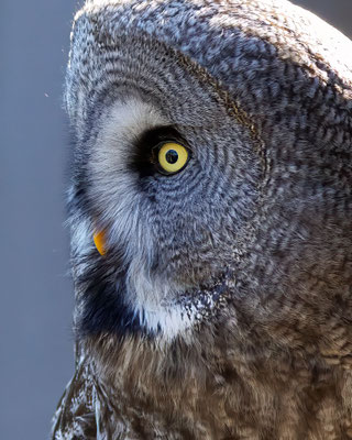 Bartkauz - Great Grey Owl - #2081