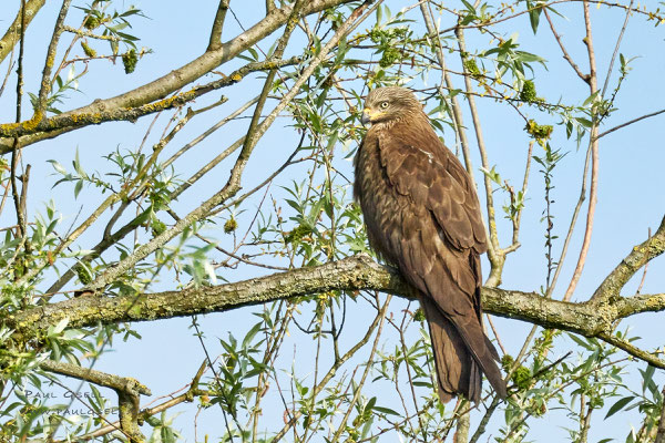 Schwarzmilan - Black Kite - #1138