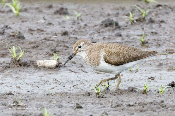 Flussuferläufer - Common Sandpiper - #0222