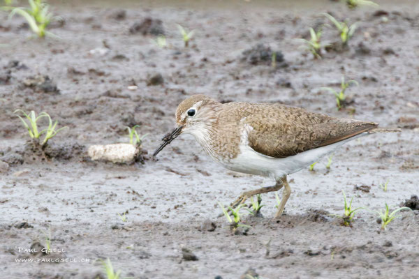 Flussuferläufer - Common Sandpiper - #0222