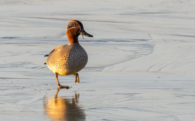 Krickente - Eurasian Teal - #0974
