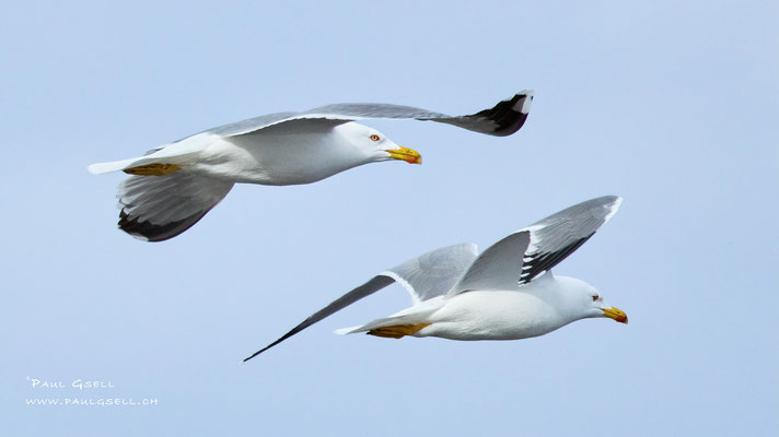 Mittelmeermöwen - Yellow-legged Gulls - #5773