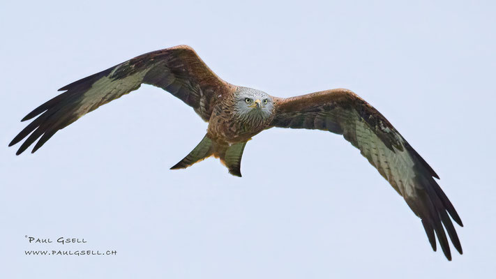 Rotmilan - Red Kite - #7740