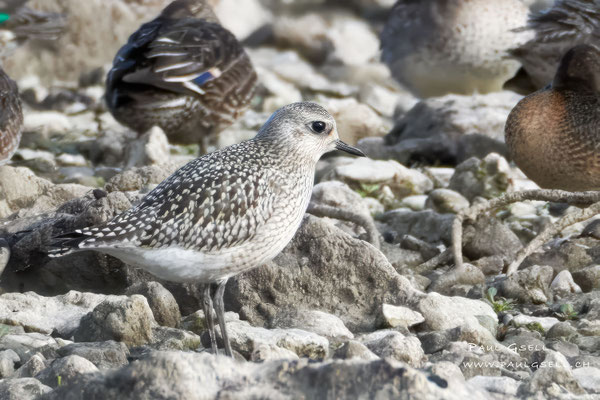 Kiebitzregenpfeifer - Grey Plover - #8085