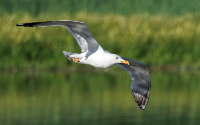 Mittelmeermöwe - Yellow-legged Gull - #6976