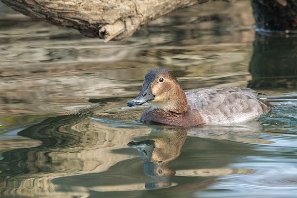 Tafelente Weibchen - Common Pochard Female - #0692