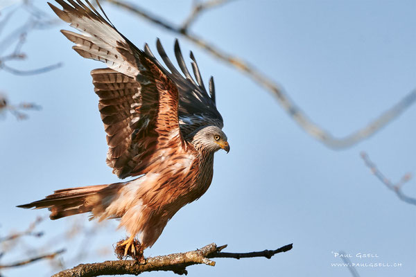 Rotmilan beim Starten - Red Kite taking off - #5284