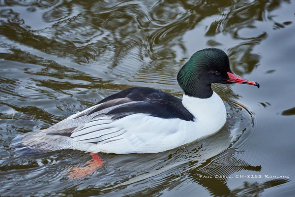 Gänsesäger- Mergus merganser Natur- und Tierpark Goldau - #5936