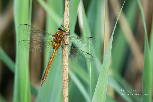 Keilfleck-Mosaikjungfer - Green-eyed Hawker - #5453