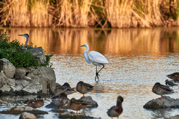 Silberreiher im Neeracherried - Great white egret - #3026