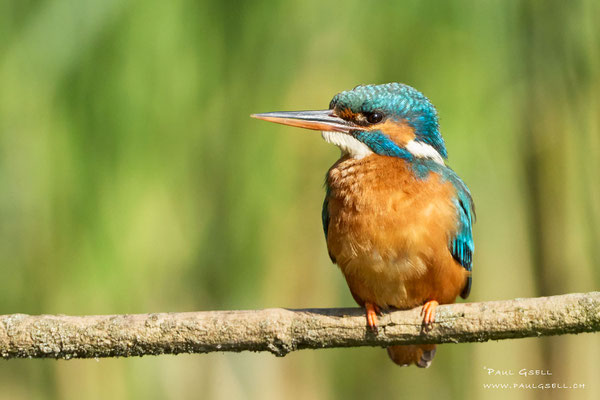 Eisvogel Weibchen - Kingfisher Female - #1599
