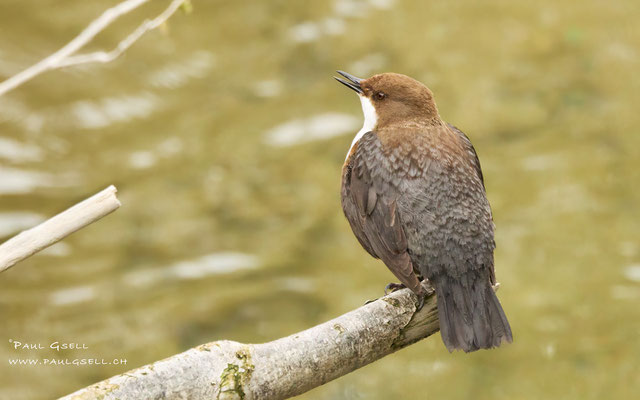 Wasseramsel - White Throated Dipper - #8432
