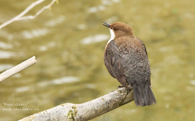 Wasseramsel - White Throated Dipper - #8432