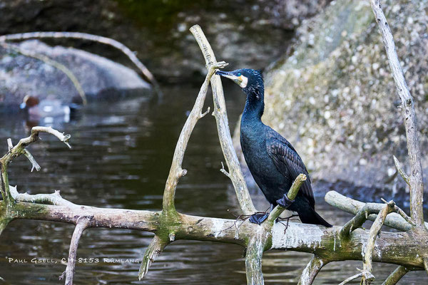 Kormoran - Phalacrocorax carbo - Tierpark Goldau - #6014