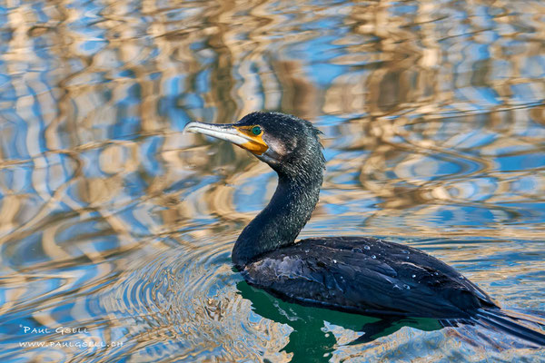 Kormoran - Great Cormorant - #2346