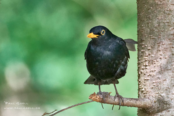 Amsel Männchen - Blackbird Male - #7286
