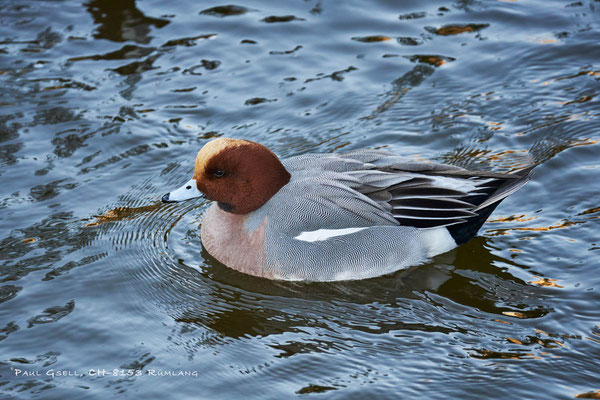 Pfeifente - Mareca penelope - Natur- und Tierpark Goldau - #5899