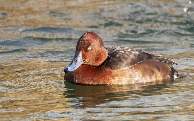 Moorente Männchen - Ferruginous Duck Male - #3389