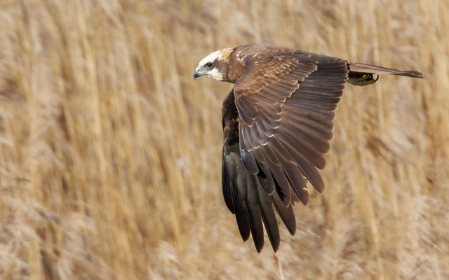 Rohrweihe Weibchen - Marsh Harrier Female - #8642