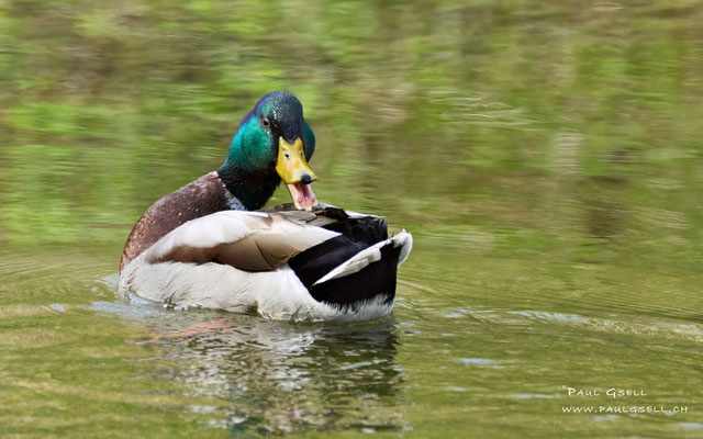 Stockente Männchen - Mallard Male - #9003