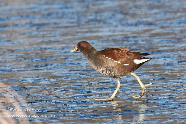 Teichhuhn - Moorhen - #1459