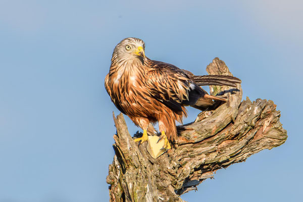 Rotmilan - Red Kite - #0395