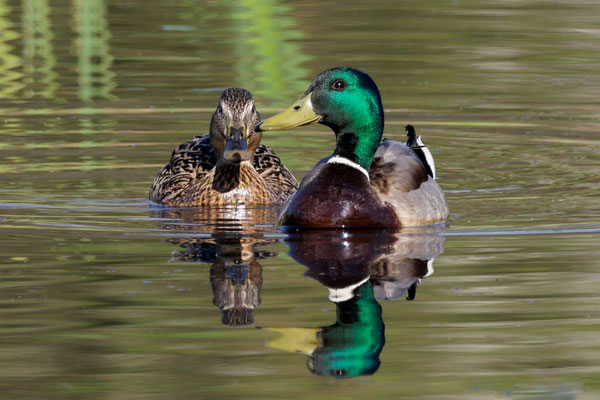Stockenten Pärchen - Mallard Duck Couple #9985