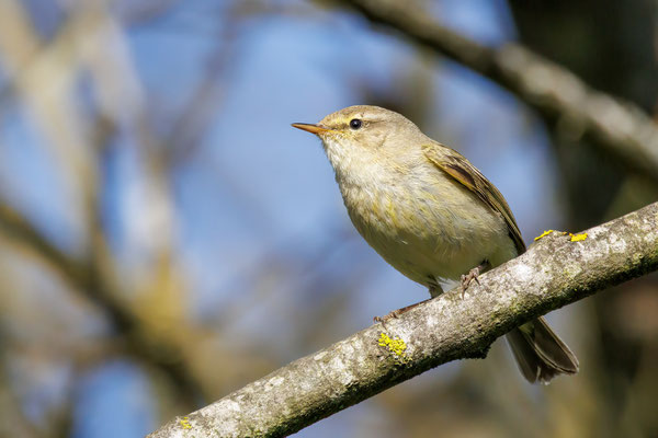 Zilpzalp - Chiffchaff - #9764