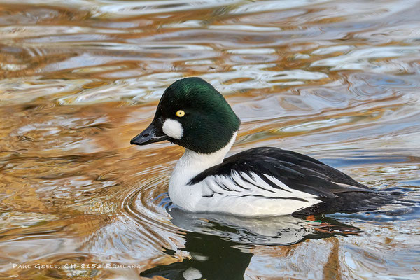 Schellente im Zoo Zürich - Goldeneye duck - #5830
