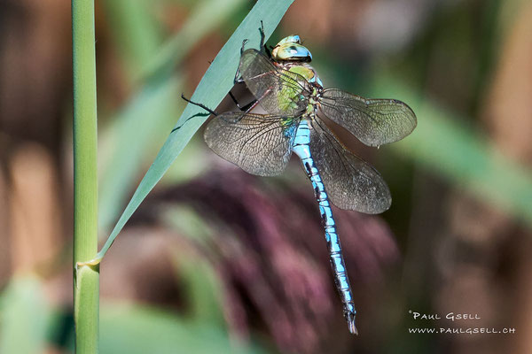 Königslibelle - Emperor Dragonfly - #1165