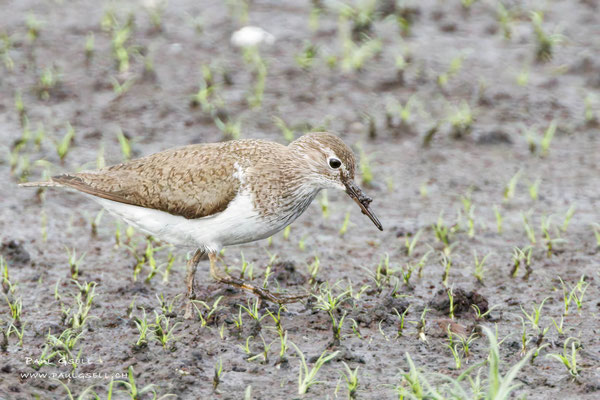 Flussuferläufer - Common Sandpiper - #0232