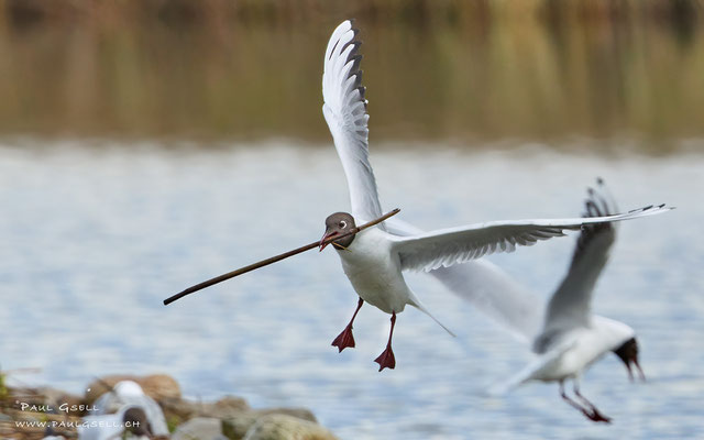 Lachmöwe - Black-headed Gull - #9962