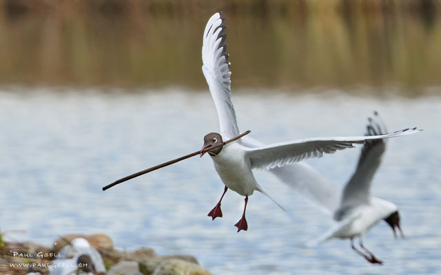 Lachmöwe - Black-headed Gull - #9962