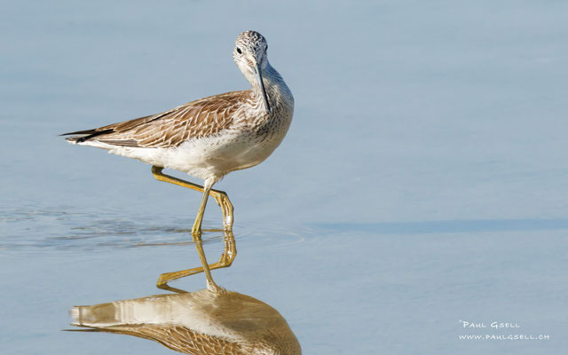 Grünschenkel - Greenshank - #9746