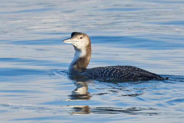 Eistaucher - Great Northern Loon - #9512