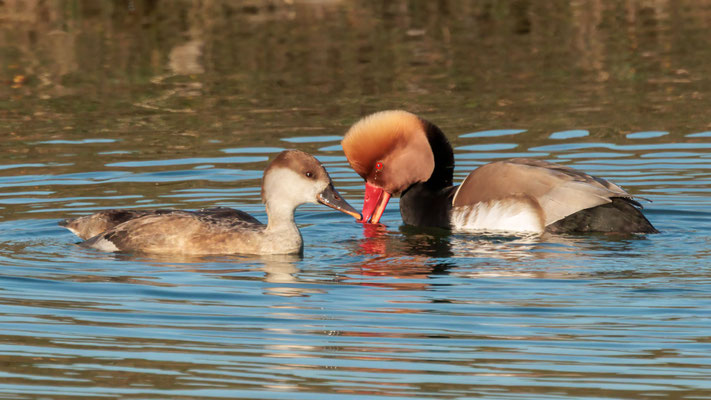 Kolbenenten - Red-crested Ducks - #6846