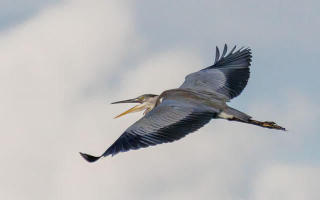 Graureiher - Grey Heron - #3340
