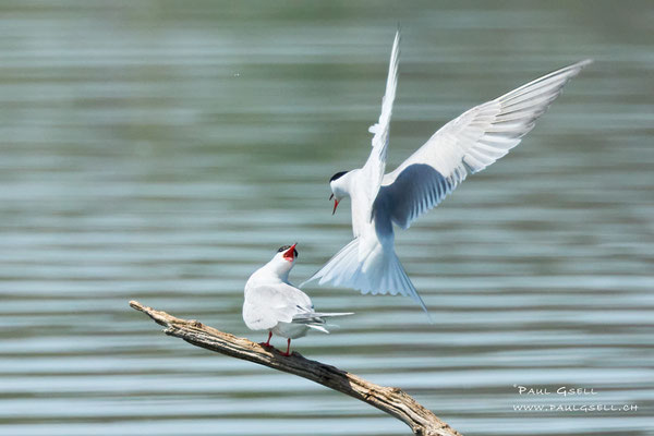 Flussseeschwalben -  Common Terns - #9764
