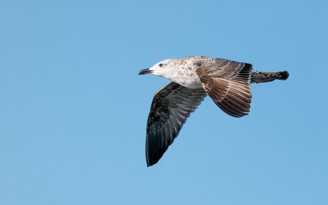 Mittelmeermöwe - Yellow-legged Gull - #4334