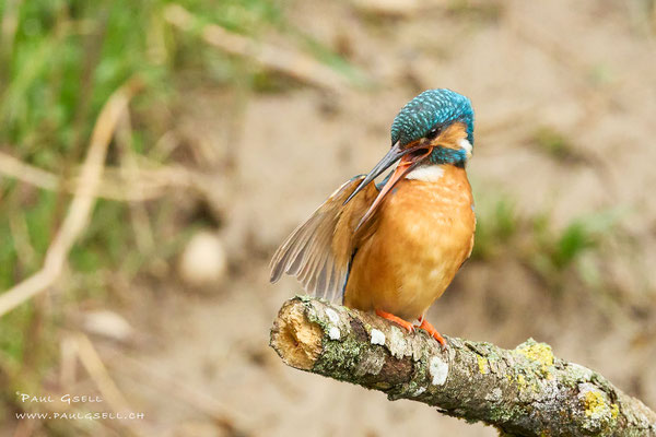 Eisvogel Weibchen - Kingfisher Female - #7556