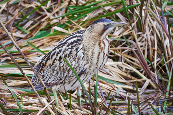 Rohrdommel - Great Bittern - Botaurus Stellaris - #5141