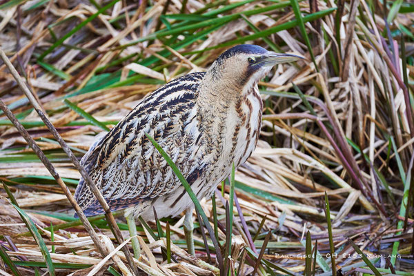 Rohrdommel - Great Bittern - Botaurus Stellaris - #5141