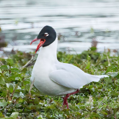 Schwarzkopfmöwe - Mediterranean Gull - #0073