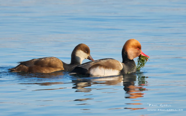 Kolbenenten Pärchen - Red-crested Pochard Couple - #9424