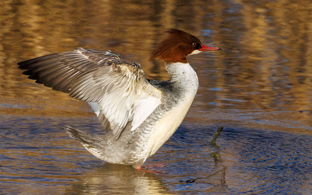 Gänsesäger - Common Merganser - #9272