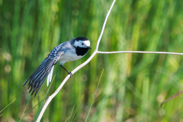 Bachstelze - White Wagtail - #4406