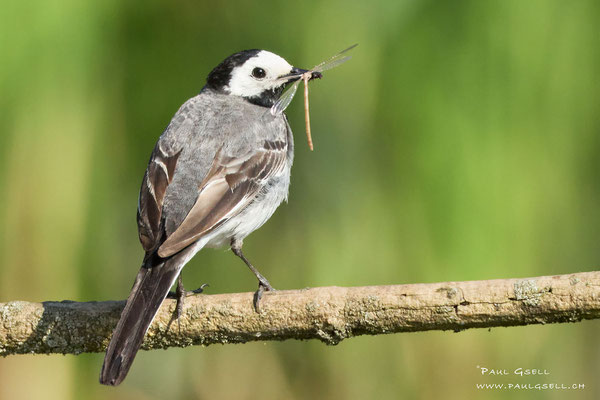Bachstelze - White Wagtail - #1374